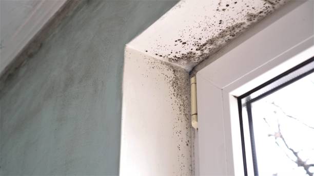 Mold Removal for HVAC Installations in Acworth, GA