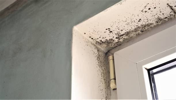 Best Mold Damage Restoration  in Acworth, GA