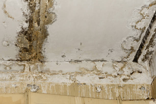 Best Commercial Mold Inspection  in Acworth, GA