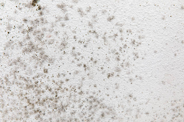 Best Mold-Related Health Consultation  in Acworth, GA