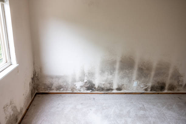 Best Mold Removal for HVAC Installations  in Acworth, GA